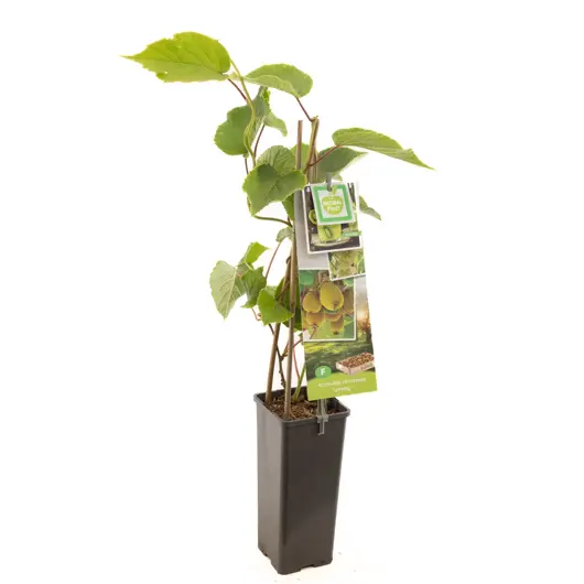 Actinidia ch. Jenny 2l - kiwi zelfbestuivend - afbeelding 1