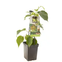 Actinidia ch. Jenny 5l - kiwi zelfbestuivend - afbeelding 1