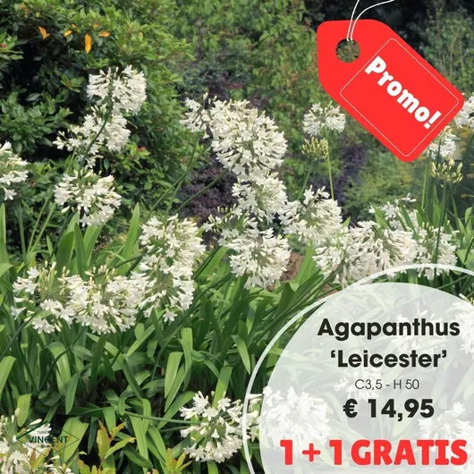 Agapanthus 'leicester'