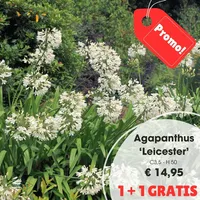 Agapanthus 'leicester'