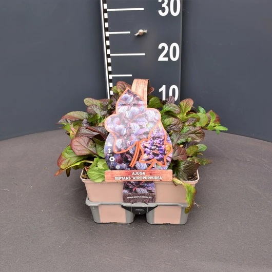 Ajuga reptans 'atropurpurea' - 4-PACK