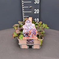 Ajuga reptans 'atropurpurea' - 4-PACK