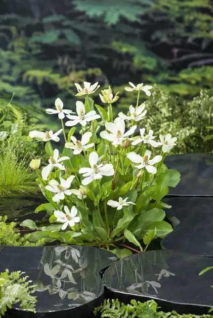 Anemopsis californica - afbeelding 2