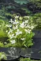 Anemopsis californica - afbeelding 2