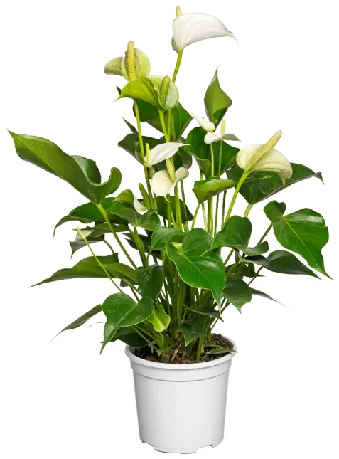 Anthurium D12 H40 - afbeelding 2