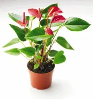 Anthurium D12 H40 - afbeelding 1