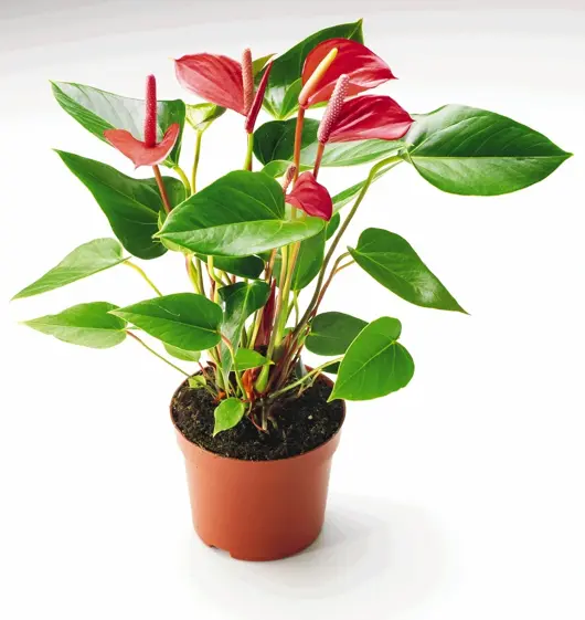 Anthurium D14 H50 - afbeelding 1