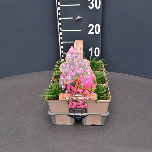 Armeria maritima 'Splendens' - Engels gras roze fourpack