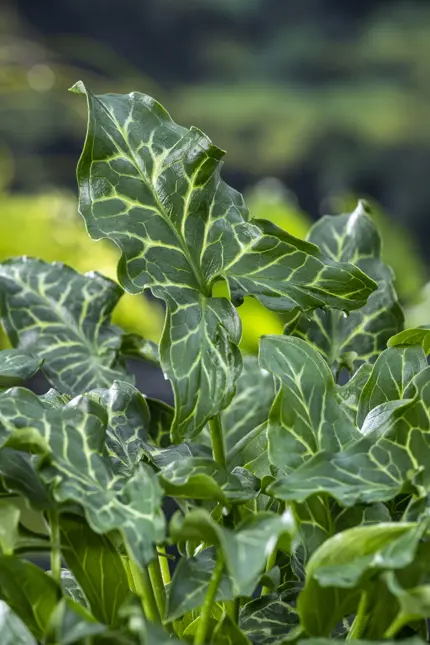 Arum italicum (Italiaans aronskelk) - afbeelding 2