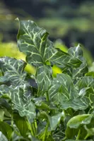 Arum italicum (Italiaans aronskelk) - afbeelding 2