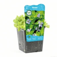 Bacopa caroliniana - afbeelding 1