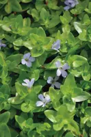 Bacopa caroliniana - afbeelding 2