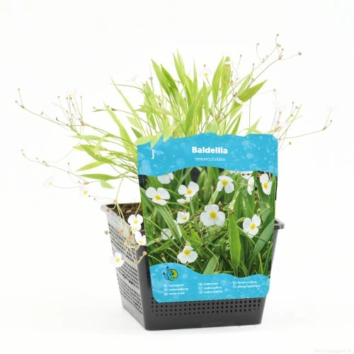 Baldellia ranunculoides - afbeelding 1
