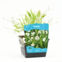 Baldellia ranunculoides - afbeelding 1