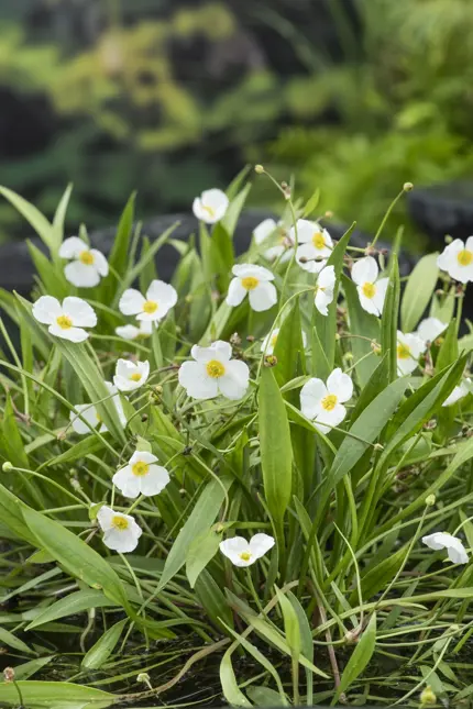 Baldellia ranunculoides - afbeelding 2