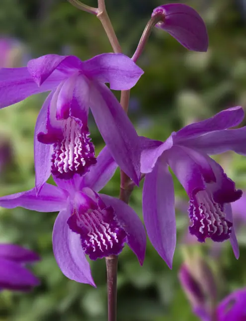 Bletilla striata - afbeelding 2