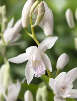 Bletilla striata Alba