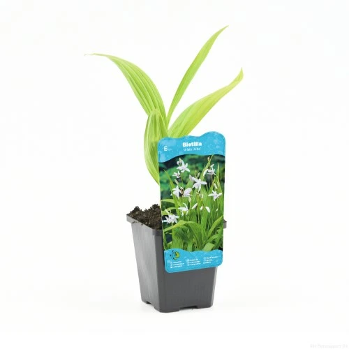 Bletilla striata Alba - afbeelding 1