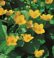 Caltha palustris - afbeelding 2