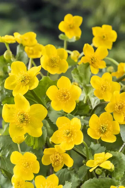 Caltha palustris (Dotterbloem) - afbeelding 2