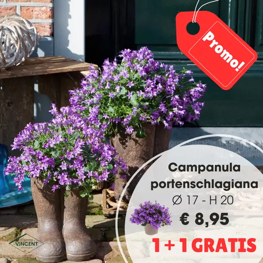 Campanula p17