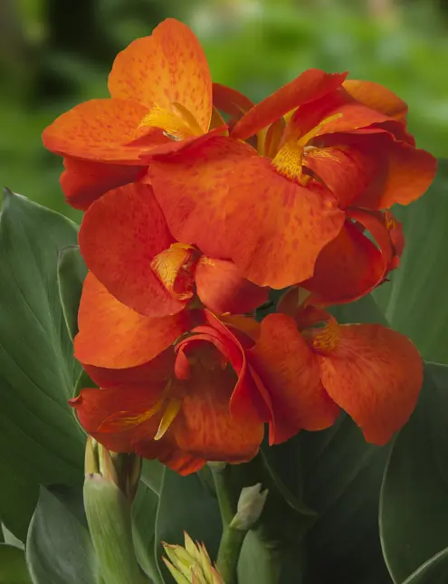 Canna cleo