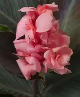 Canna Pink