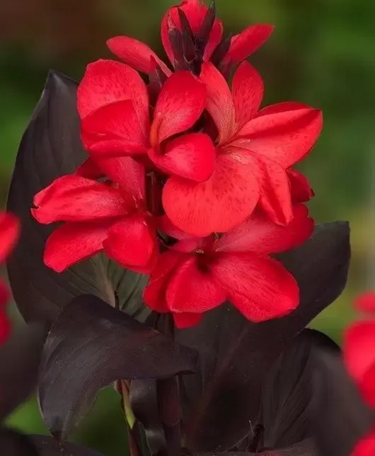 Canna Red