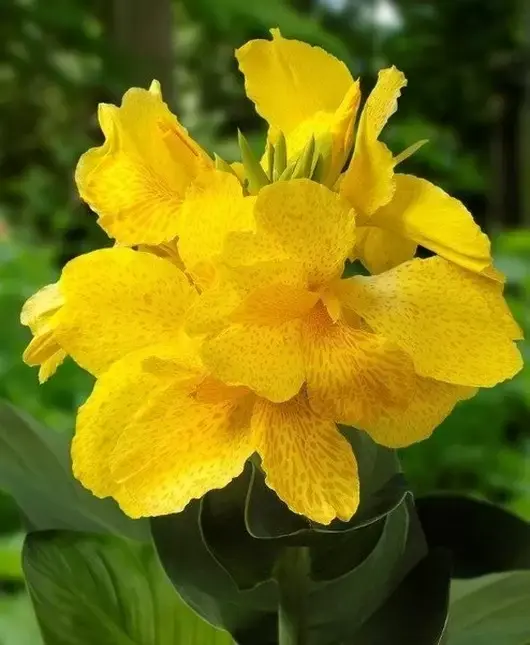 Canna Yellow