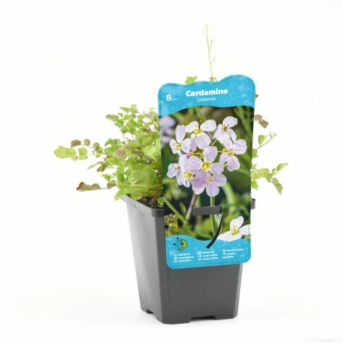 Cardamine pratensis (Pinksterbloem) - afbeelding 1