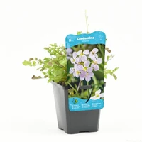 Cardamine pratensis (Pinksterbloem) - afbeelding 1