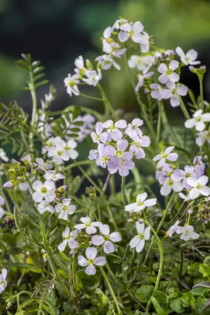 Cardamine pratensis (Pinksterbloem) - afbeelding 2