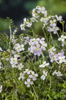 Cardamine pratensis (Pinksterbloem) - afbeelding 2