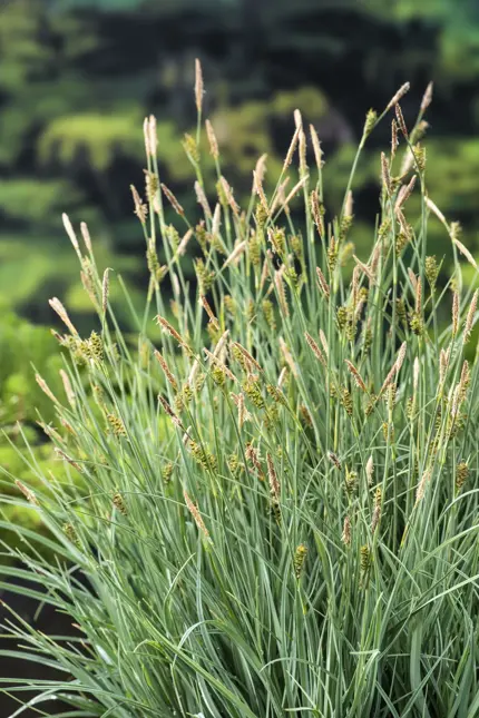Carex panacea - afbeelding 2