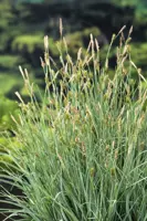 Carex panacea - afbeelding 2