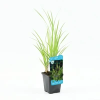 Carex riparia p9 - afbeelding 1