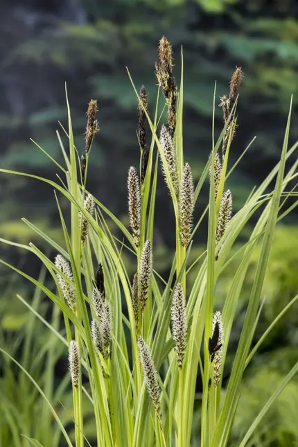Carex riparia p9 - afbeelding 2