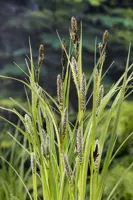 Carex riparia p9 - afbeelding 2