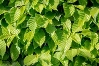 Carpinus betulus - haagbeuk 125/150 - afbeelding 2