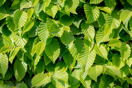 Carpinus betulus - haagbeuk 150/175 - afbeelding 1