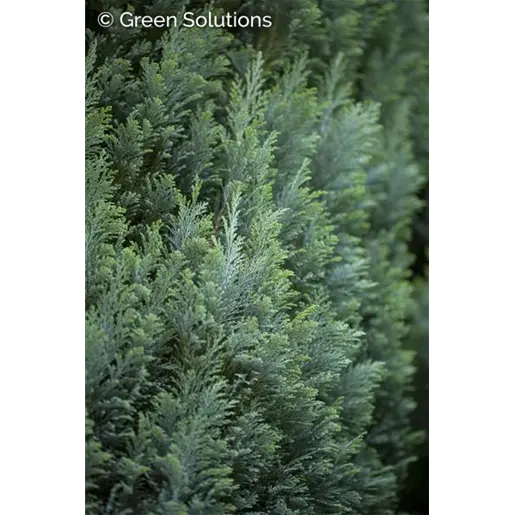 Chamaecyparis lawsoniana 'elwoodii' 40/50