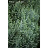 Chamaecyparis lawsoniana 'elwoodii' 40/50