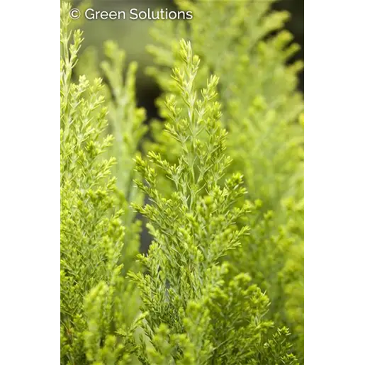 Chamaecyparis lawsoniana  'elwoodii gold' 30/40