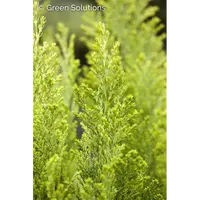 Chamaecyparis lawsoniana  'elwoodii gold' 30/40
