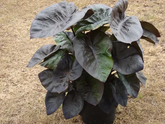 Colocasia kona coffee