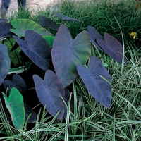 Colocasia rubra 'Black Magic'