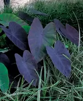Colocasia rubra Black Magic