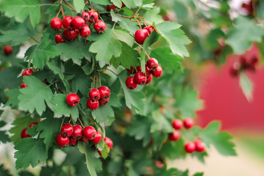 Crataegus monogyna - meidoorn 60/90