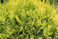 Cupressocyparis 'leylandii 'gold' 50/60