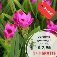 Curcuma